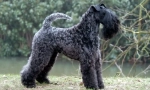 Kerry blue terrier (foto): plavi san o mnogim uzgajivačima pasa
